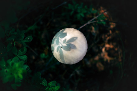 Top view of white toadstool mushroom, beautiful leaf shadowの写真素材