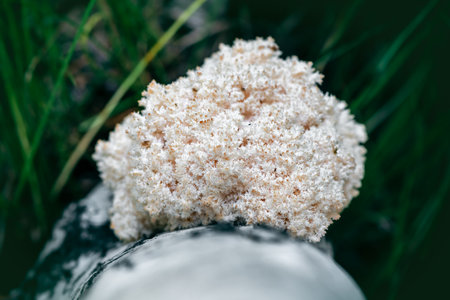 The coral's mane mushroom grows on a birch tree in the forestの写真素材
