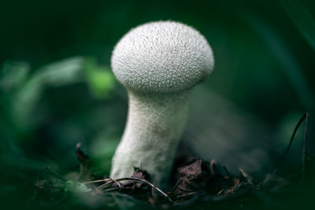 Thorny raincoat mushroom in the forestの写真素材