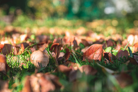 Autumn dry orange leaves on the grass in autumn. natural, autumn backgroundの写真素材