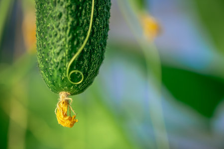 close up Green ripe cucumber in the garden in a greenhouse, harvest, gardening, agriculture, with copy spaceの写真素材