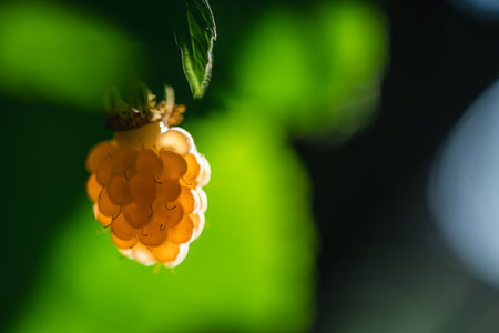 Yellow golden raspberry against the background of greenery in the rays of the sun. Gardening,...