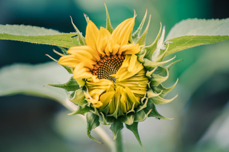 Close photo of yellow sunflower, symbol of autumn, harvesting, sun, natural background