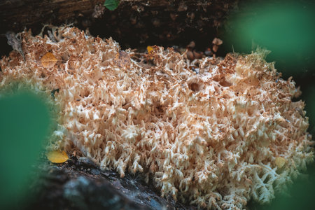 Macro Ramaria vulgaris mushroom grows in the forest