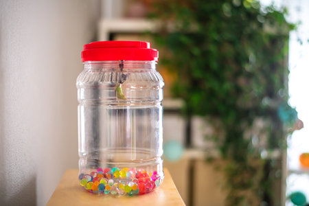 Butterfly Pupa, chrysalis Hanging indoors at Homeの写真素材