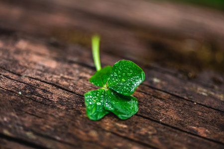 Four-leaf clover on a natural wooden background, a symbol of good luck, with copy space