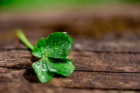 Four-leaf clover on a natural wooden background, a symbol of good luck, with copy space