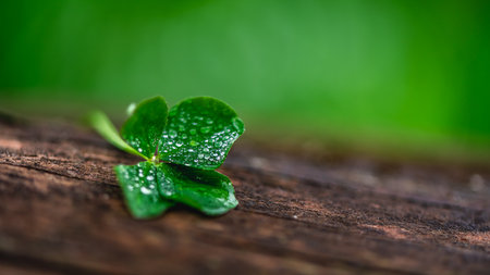Four-leaf clover on a natural wooden background, a symbol of good luck, with copy spaceの写真素材