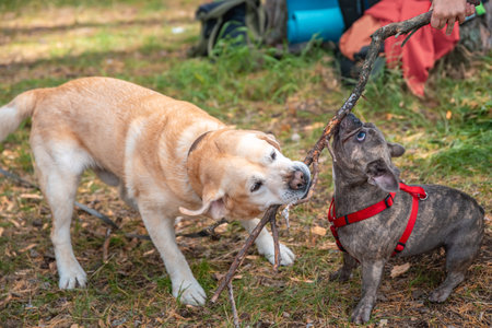 French Bulldog playing with Labrador in forest outdoorsの写真素材