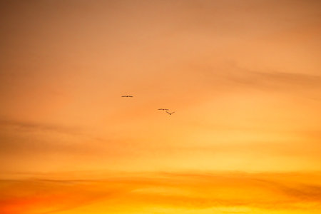 Silhouettes of birds in orange sky at sunset, with copy spaceの写真素材
