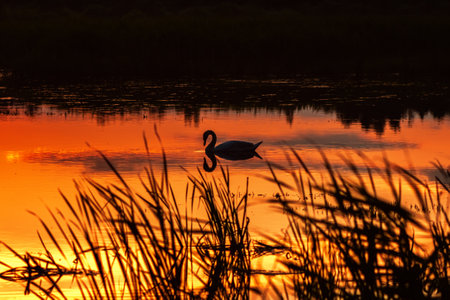 Swan Swimming in Lake on Mountain Background, At Sunset, Magical Beautiful Photography, Wallpaper, Cardの写真素材