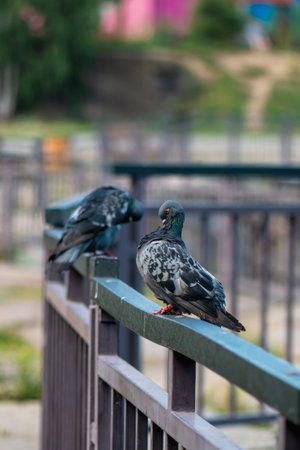 Pigeon sitting on a fence in a parkの写真素材