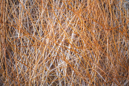 Natural background, texture, interweaving of beige and orange shrub fibersの写真素材