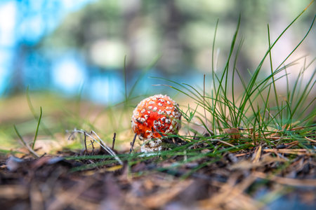 Beautiful Small Bright Fly Agaric Grows In Mushroom, Poisonous Mushroomの写真素材
