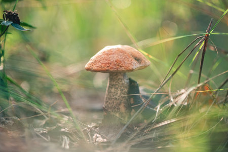 Beautiful autumn boletus mushroom, boletus in the forestの写真素材