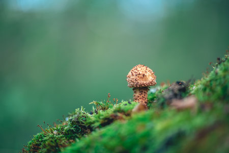 beautiful honey mushroom on a tree covered with moss, grow in the forest, autumn, mushrooms, with copy spaceの写真素材