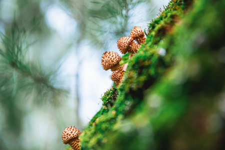 beautiful honey mushrooms on a tree covered with moss, grow in the forest, autumn, mushrooms, with copy spaceの写真素材