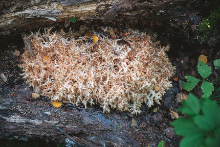 Macro Ramaria vulgaris mushroom grows in the forestの写真素材