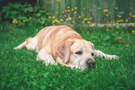 Beautiful fawn Labrador lying on the grassの写真素材