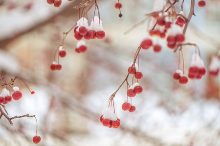 Small red berries in the snow in winter, cold, frosty weatherの写真素材