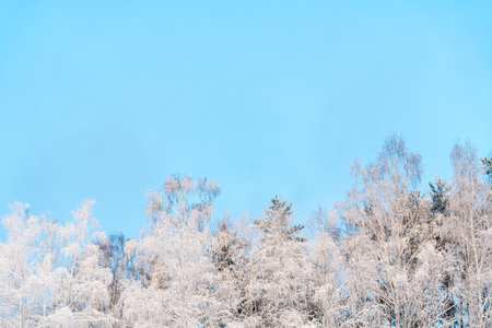 Winter natural background, snow-covered tree branches, tree on the background of blue sky. Cold, frost, peace in winter forest, with copy spaceの写真素材