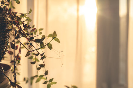 Indoor plants, a flower on the background of a window. Home, coziness. sunsetの写真素材