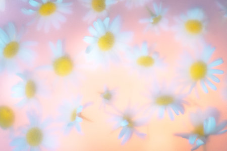 Abstract Floral Natural Background With White Daisies Through Matte Surface, glass, Soft Focus, Delicate Colorsの写真素材