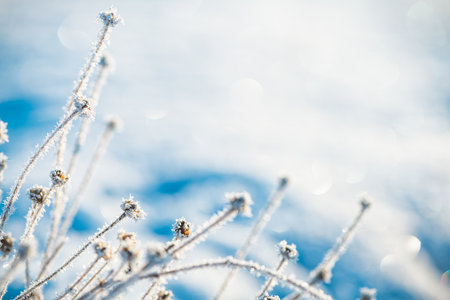 frost on grass, plants in winter early in the morning, natural winter phenomenon, natural winter backgroundの写真素材