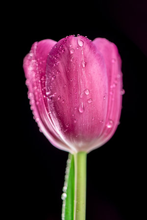 close-up Bright pink tulip with drops on a black background. Concept of spring, holiday, spring blossomの写真素材