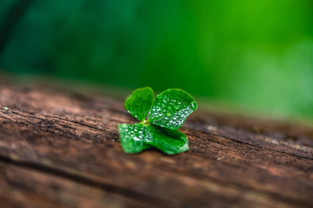 Four-leaf clover on a natural wooden background, a symbol of good luck, with copy spaceの写真素材