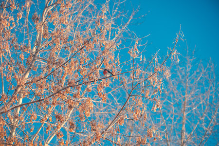 Bright bullfinch with red breast sitting on a tree in winterの写真素材