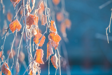 Birch in winter, snow-covered, frozen. Natural Winter Background, Winter Conceptの写真素材