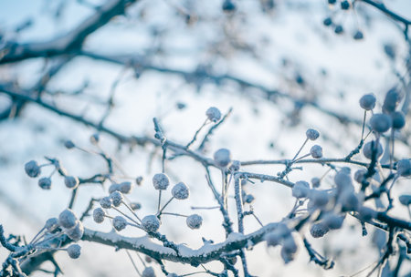 Natural winter background. frozen branches and leaves, all covered in snowの写真素材