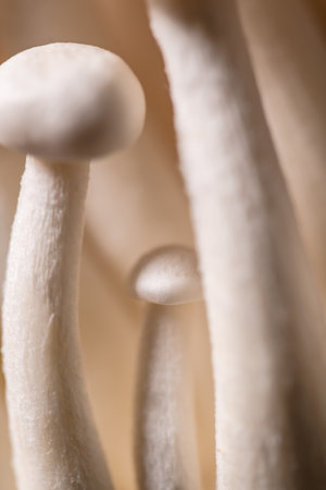 Closeup of a bunch of shimeji mushrooms, with selective focus, macro photography, mushroom natural backgroundの写真素材