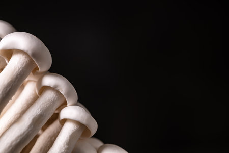Closeup of a bunch of shimeji mushrooms on black background, with selective focus, healthy food,...