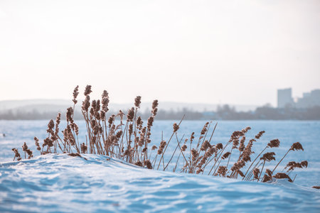 dry ears of reed in the snow near the lake in winter. natural background, winter natureの写真素材