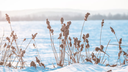 dry ears of reed in the snow near the lake in winter. natural background, winter natureの写真素材