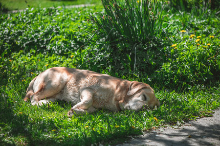 beautiful purebred fawn labrador resting on green grass in the shade of a tree in the garden, relax