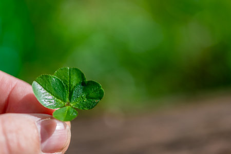 a child's hand holds a plucked green four-leaf clover, a symbol of good luck, with copy spaceの写真素材