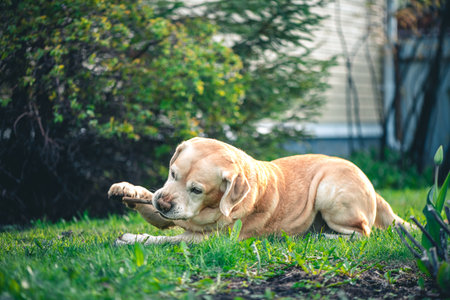 Adorable fawn Labrador on the grass gnaws on a stick. Recreation, Garden, petsの写真素材