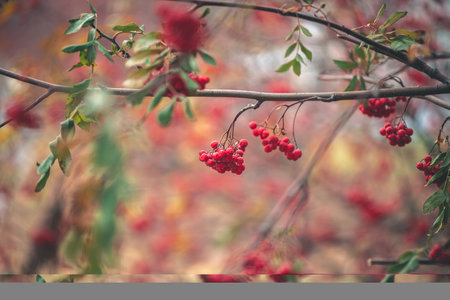 Clusters of vibrant rowan berries hang from delicate branches, their scarlet hues contrasting with the soft, muted tones of the autumnal backdrop, creating a serene and picturesque sceneの写真素材