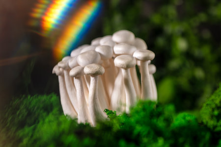 Closeup of a bunch of shimeji mushrooms surrounded by green moss, with optical effects, rainbow and glare, healthy foodの写真素材