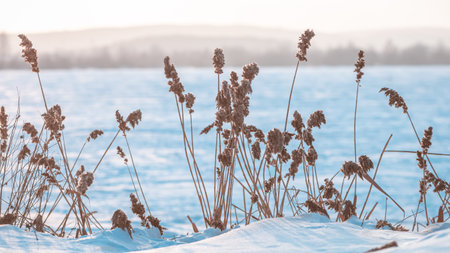 dry ears of reed in the snow near the lake in winter. natural background, winter natureの写真素材