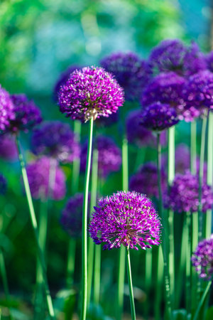 Beautiful natural background, pink, purple ornamental garlic in the gardenの写真素材