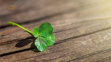 Four-leaf clover on a natural wooden background, a symbol of good luck, with copy space