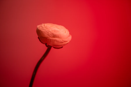 Single ranunculus stem with a delicate, blooming flower displayed against a red backdrop, creating a...