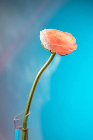 Single ranunculus stem with a delicate, blooming flower displayed in a glass vase against a vibrant,...
