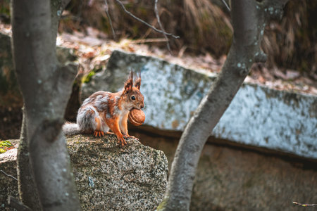 squirrel in the spring in a gray-red fur coat, molting, changing color in the spring. nursing squirrel carries walnut to baby squirrelsの写真素材