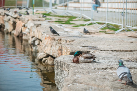 drake with green head, duck sitting on stones next to a pond in springの写真素材