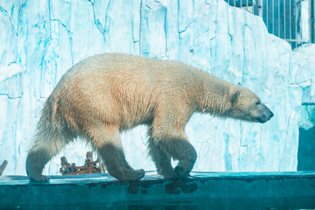 a polar bear in a zoo walks on a ledge on a blue background in the form of ice floesの写真素材